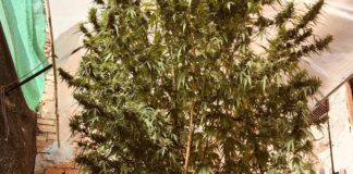 Huge marijuana plant discovered