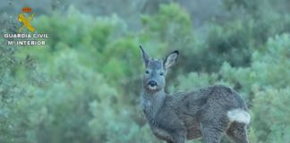 Oh, deer!