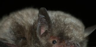 Bid to save endangered bats