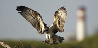 Rare bird of prey set to return to marshland