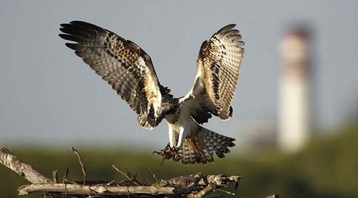 Rare bird of prey set to return to marshland
