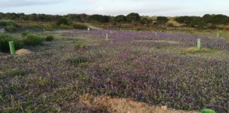 Park planting fast track