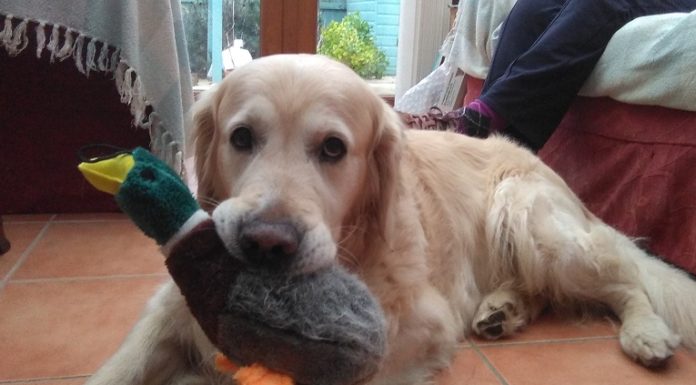 Protecting pets