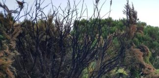 Rubbish fires denounced