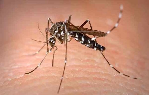 Grants available to combat mosquitoes