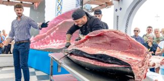 In tune with the tuna