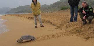 Turtle alert campaign returns