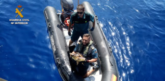 Tangled turtle rescued