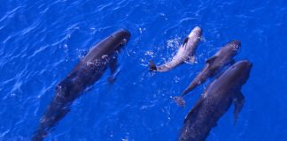 Large populations of pilot whales recorded